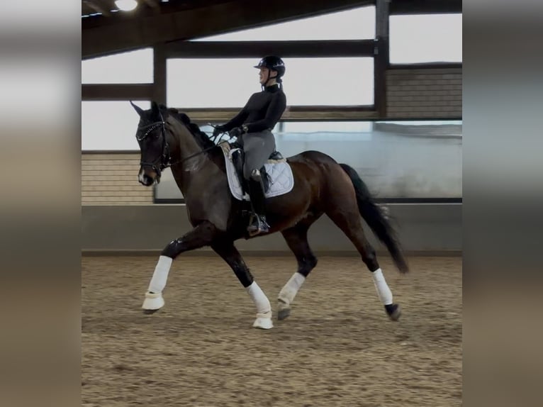 Westfaliano Castrone 8 Anni 167 cm Baio scuro in Langen