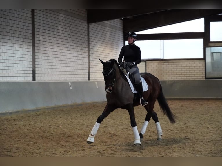 Westfaliano Castrone 8 Anni 167 cm Baio scuro in Langen