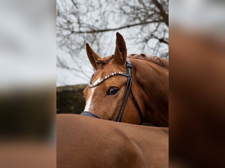 Westfaliano Castrone 8 Anni 167 cm Sauro in Hayingen