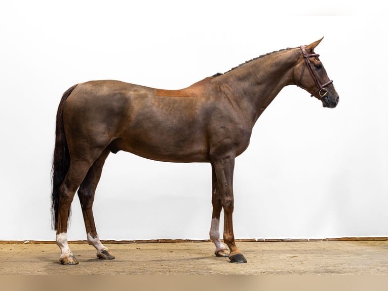 Westfaliano Castrone 8 Anni 167 cm Sauro in Waddinxveen
