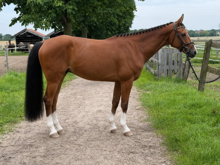 Westfaliano Castrone 8 Anni 168 cm Baio in Rheda-Wiedenbrück