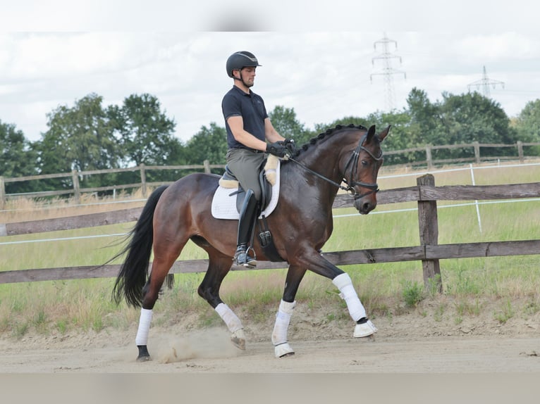 Westfaliano Castrone 8 Anni 168 cm Baio scuro in Greven