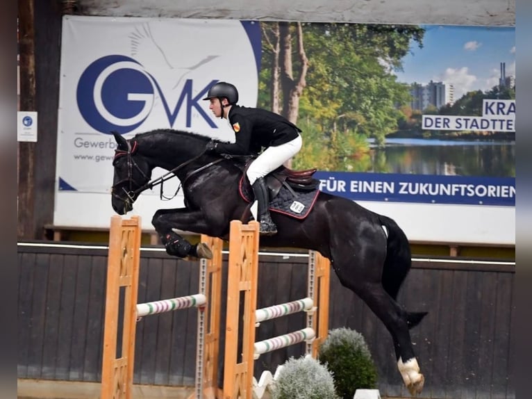 Westfaliano Castrone 8 Anni 168 cm Morello in Cegléd