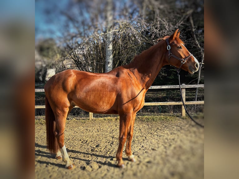 Westfaliano Castrone 8 Anni 168 cm Sauro scuro in Limburg an der Lahn