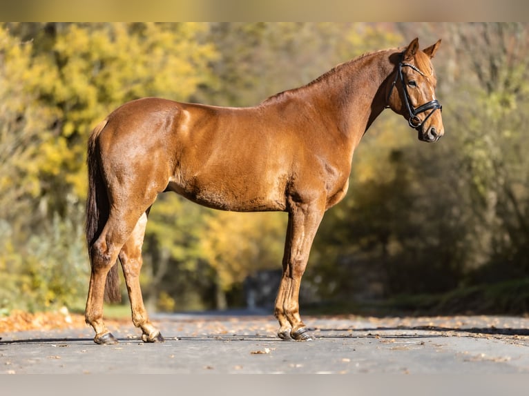 Westfaliano Castrone 8 Anni 170 cm Sauro in Windhagen