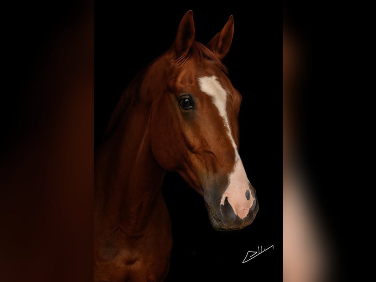 Westfaliano Castrone 8 Anni 170 cm Sauro in Sinzig