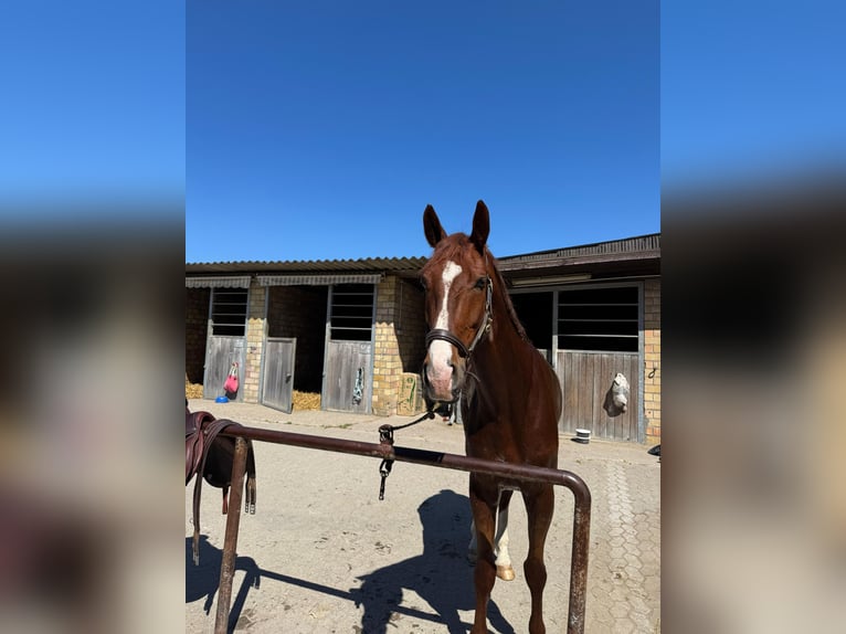 Westfaliano Castrone 8 Anni 170 cm Sauro scuro in Essen