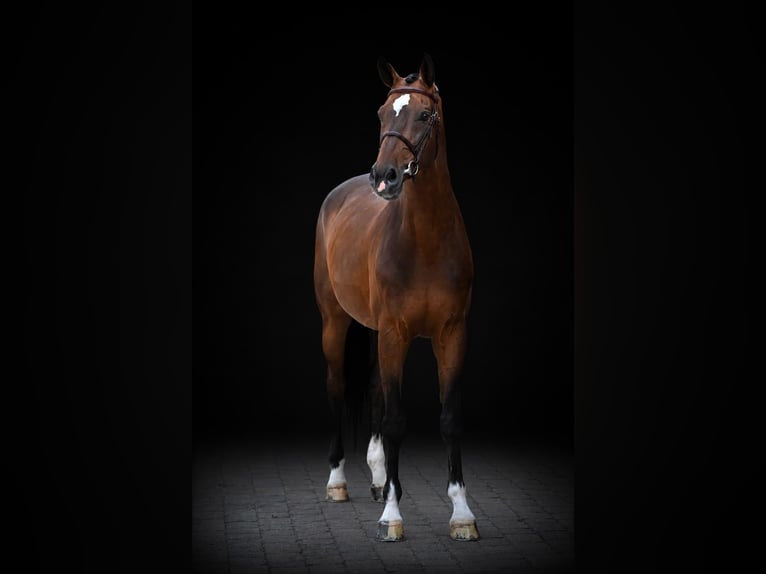 Westfaliano Castrone 8 Anni 171 cm Baio in Zülpich