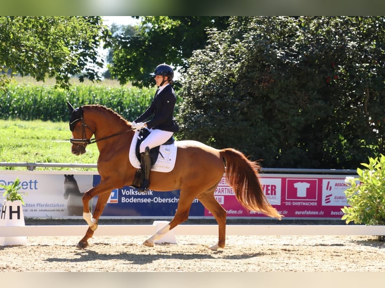 Westfaliano Castrone 8 Anni 171 cm Sauro in Fronreute