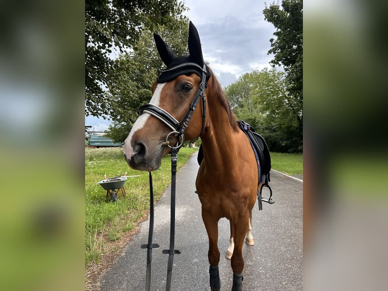 Westfaliano Castrone 8 Anni 171 cm Sauro in Fronreute