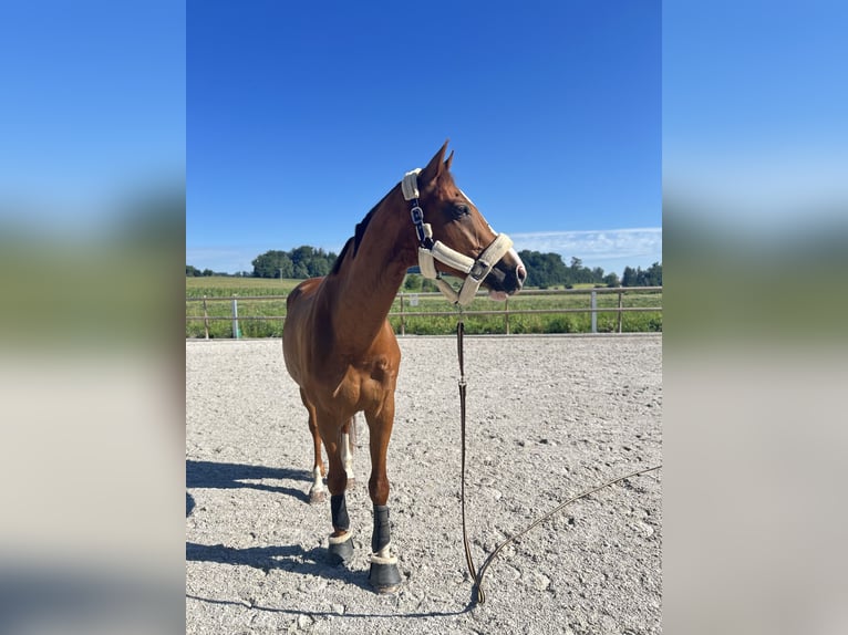 Westfaliano Castrone 8 Anni 171 cm Sauro in Fronreute