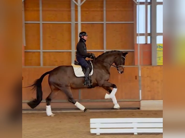 Westfaliano Castrone 8 Anni 172 cm Baio in Gleichen