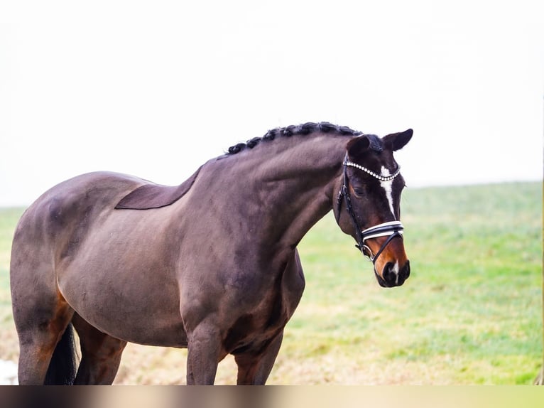 Westfaliano Castrone 8 Anni 172 cm Baio in Gleichen