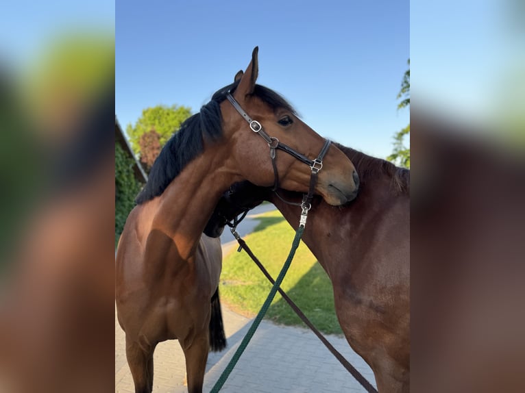 Westfaliano Castrone 8 Anni 172 cm Baio in Mahlstedt