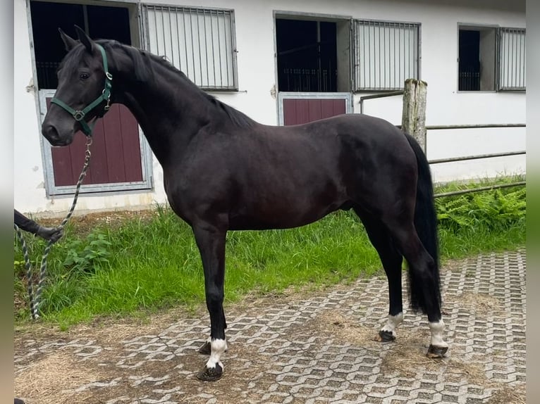 Westfaliano Castrone 8 Anni 172 cm Morello in Warendorf