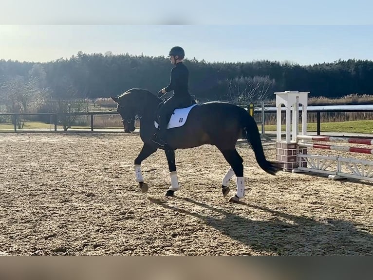 Westfaliano Castrone 8 Anni 173 cm Baio scuro in Weisendorf