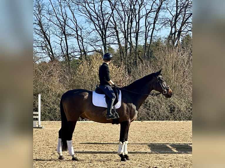Westfaliano Castrone 8 Anni 173 cm Baio scuro in Weisendorf