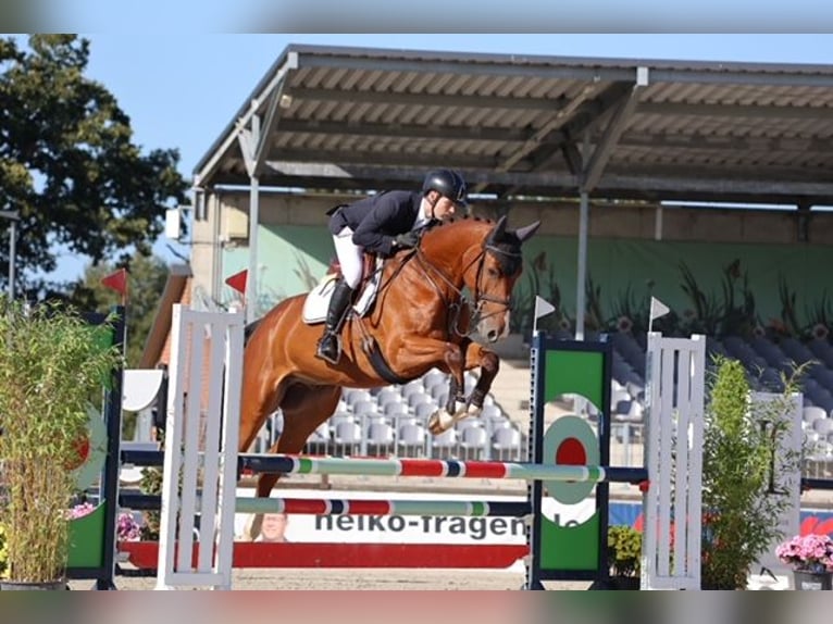 Westfaliano Castrone 8 Anni 174 cm Baio in Meerbusch