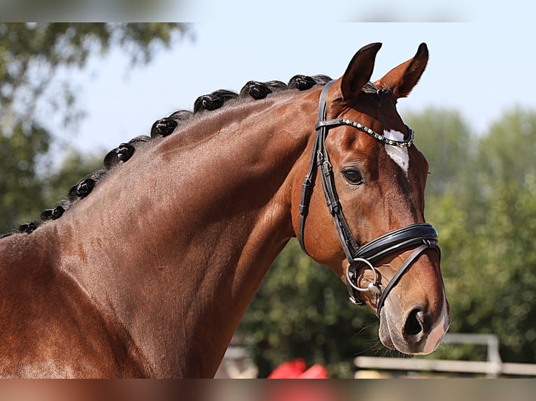 Westfaliano Castrone 8 Anni 174 cm in Willich