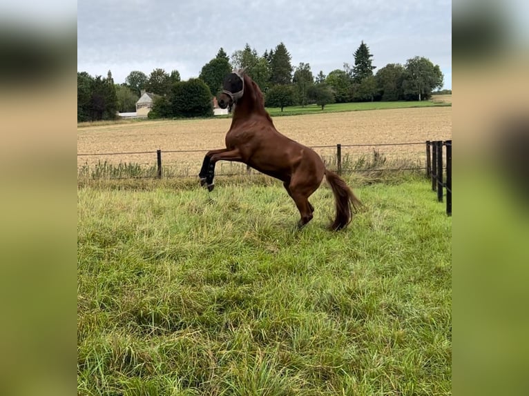 Westfaliano Castrone 8 Anni 174 cm Sauro scuro in Altenmünster