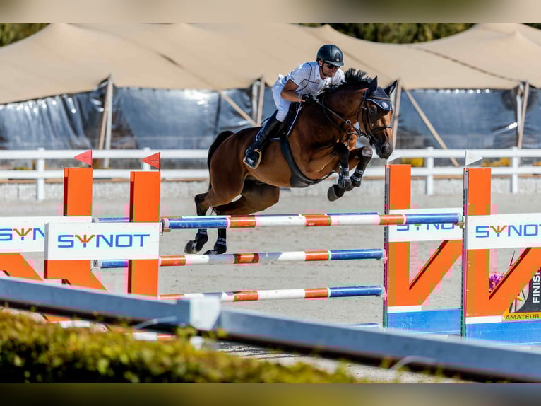 Westfaliano Castrone 8 Anni 175 cm Baio in Prag