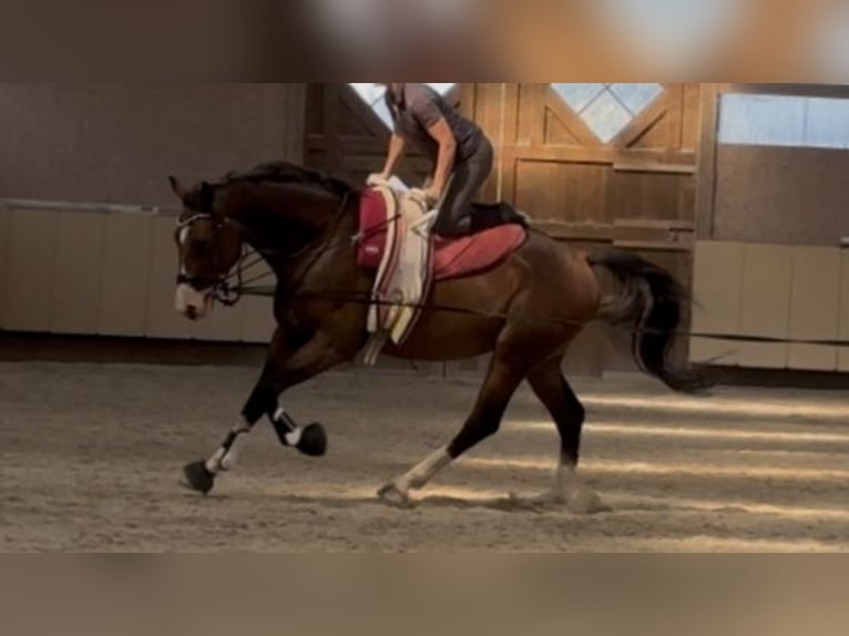 Westfaliano Castrone 8 Anni 176 cm Baio in Würzburg