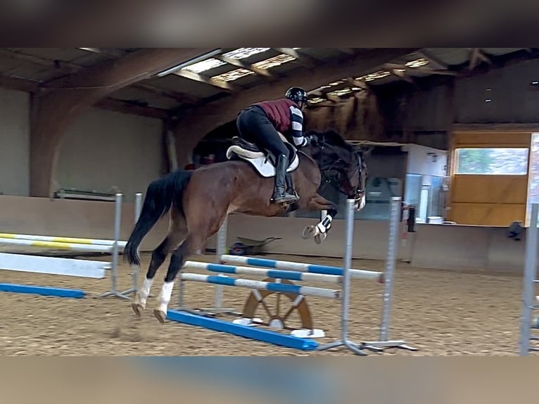 Westfaliano Castrone 8 Anni 176 cm Baio in Würzburg