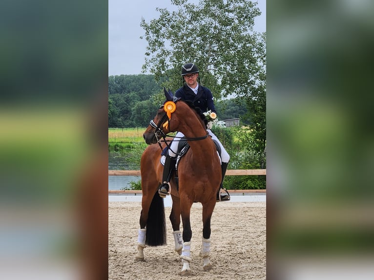 Westfaliano Castrone 8 Anni 178 cm Baio in Röttingen