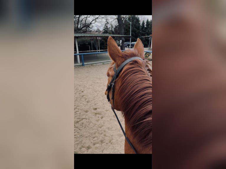 Westfaliano Castrone 8 Anni 178 cm Sauro in SchipkauSenftenberg