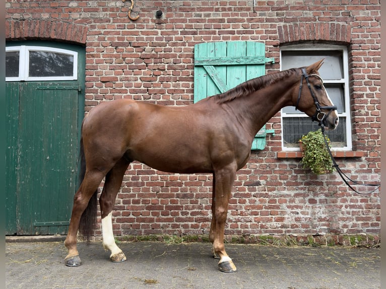 Westfaliano Castrone 8 Anni 178 cm Sauro scuro in Remscheid