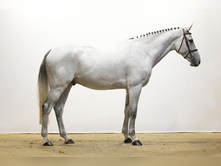 Westfaliano Castrone 8 Anni 180 cm Grigio in Waddinxveen