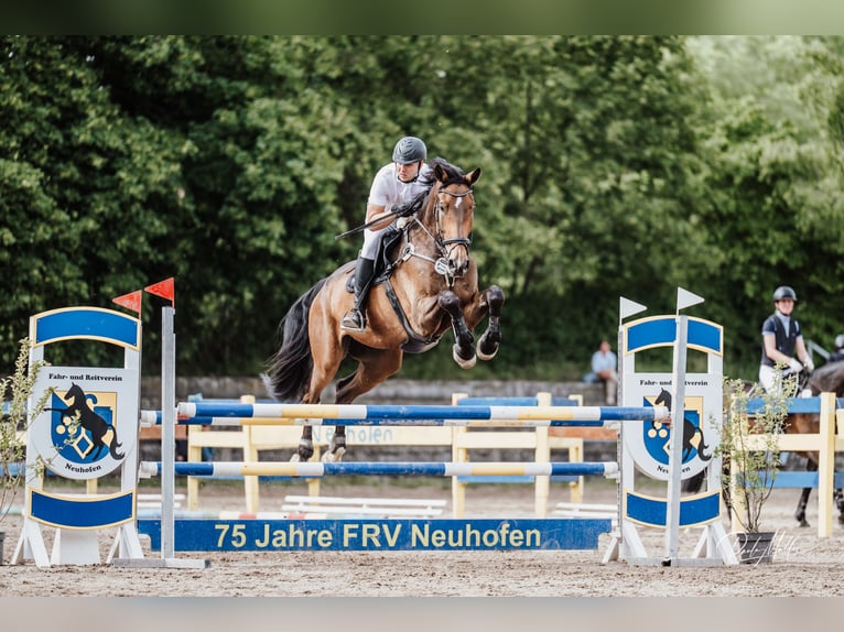 Westfaliano Castrone 8 Anni 181 cm Baio in Mannheim