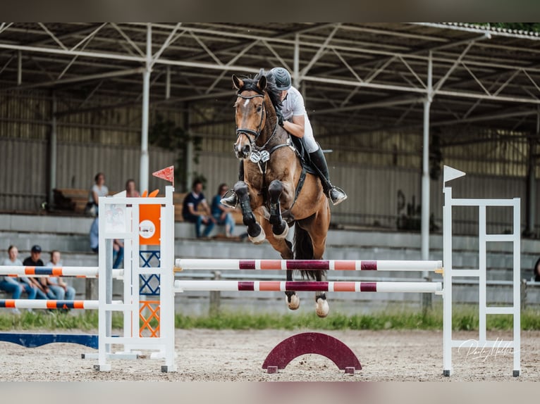 Westfaliano Castrone 8 Anni 181 cm Baio in Mannheim