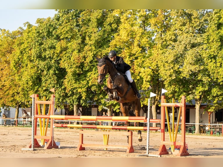 Westfaliano Castrone 8 Anni 181 cm Baio in Mannheim