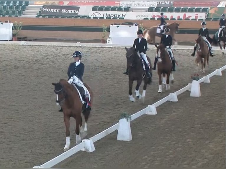Westfaliano Castrone 9 Anni 163 cm Sauro in Anger