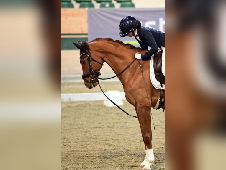 Westfaliano Castrone 9 Anni 163 cm Sauro in Anger