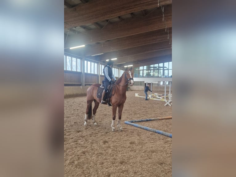 Westfaliano Castrone 9 Anni 163 cm Sauro in Anger