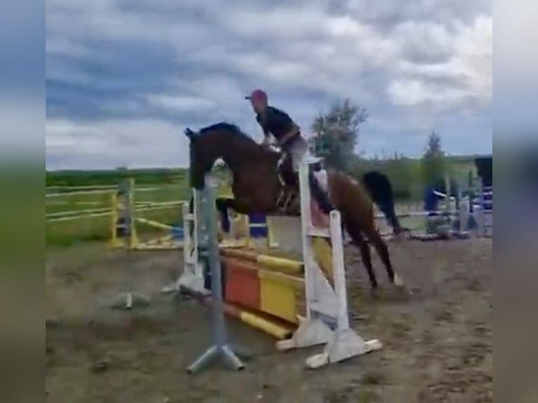 Westfaliano Castrone 9 Anni 164 cm Baio in Altusried