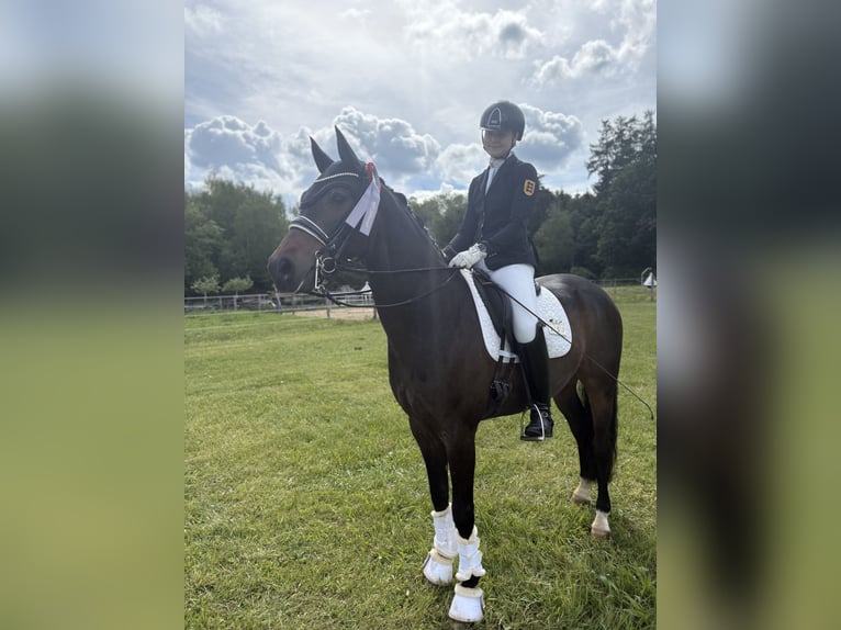 Westfaliano Castrone 9 Anni 165 cm Baio in Bad Saulgau