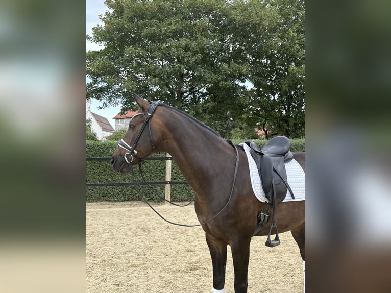 Westfaliano Castrone 9 Anni 165 cm Baio in Bad Saulgau