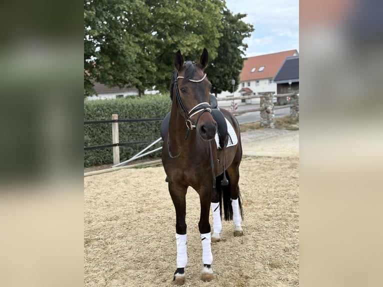 Westfaliano Castrone 9 Anni 165 cm Baio in Bad Saulgau