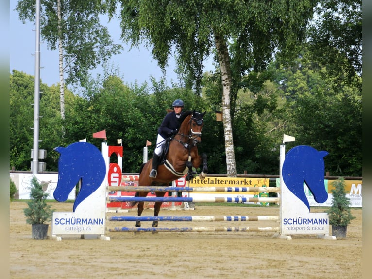 Westfaliano Castrone 9 Anni 165 cm Baio in Reken