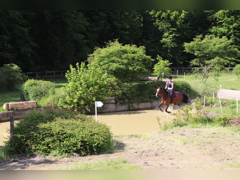 Westfaliano Castrone 9 Anni 165 cm in Warendorf