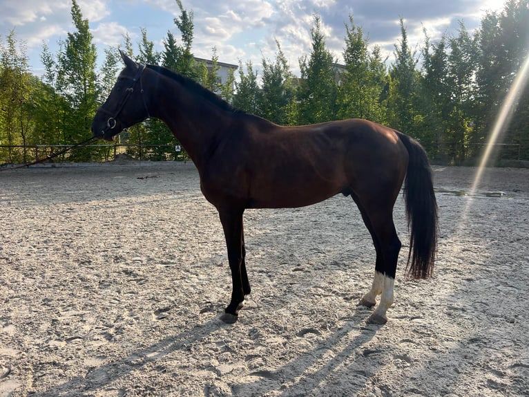 Westfaliano Castrone 9 Anni 167 cm Morello in Šamorín