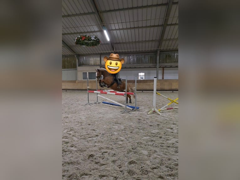 Westfaliano Castrone 9 Anni 167 cm Sauro in Babenhausen