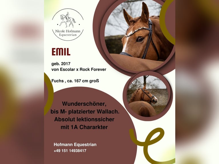 Westfaliano Castrone 9 Anni 167 cm Sauro in Hayingen