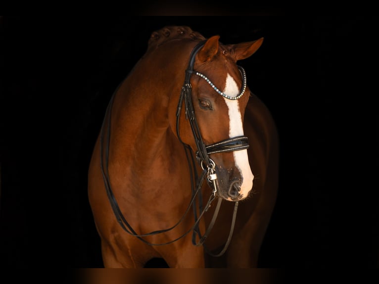 Westfaliano Castrone 9 Anni 167 cm Sauro in Wehringen