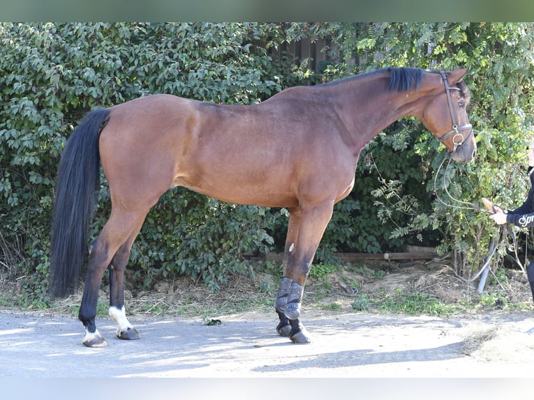 Westfaliano Castrone 9 Anni 168 cm Baio in Geilenkirchen