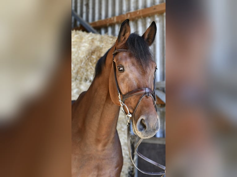 Westfaliano Castrone 9 Anni 168 cm Baio in Geilenkirchen