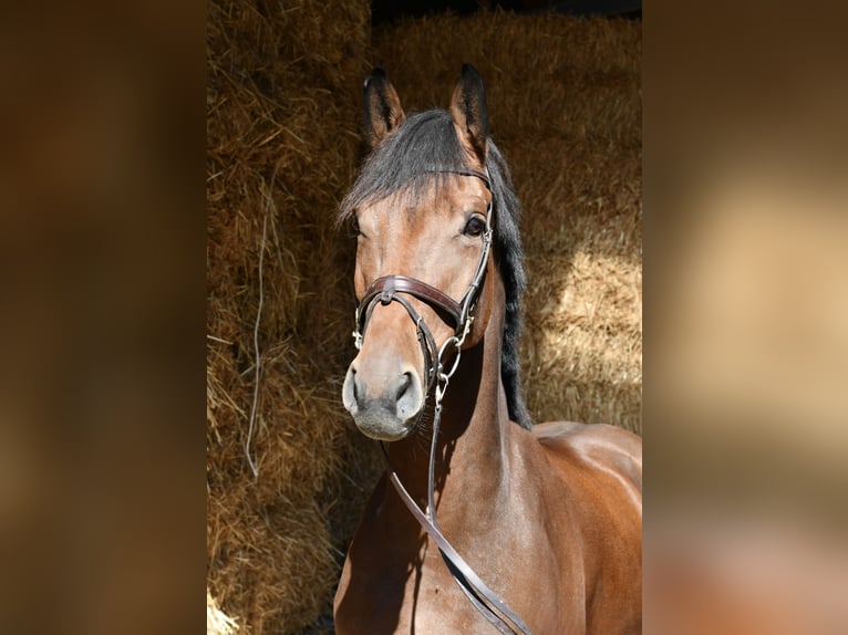 Westfaliano Castrone 9 Anni 168 cm Baio in Geilenkirchen